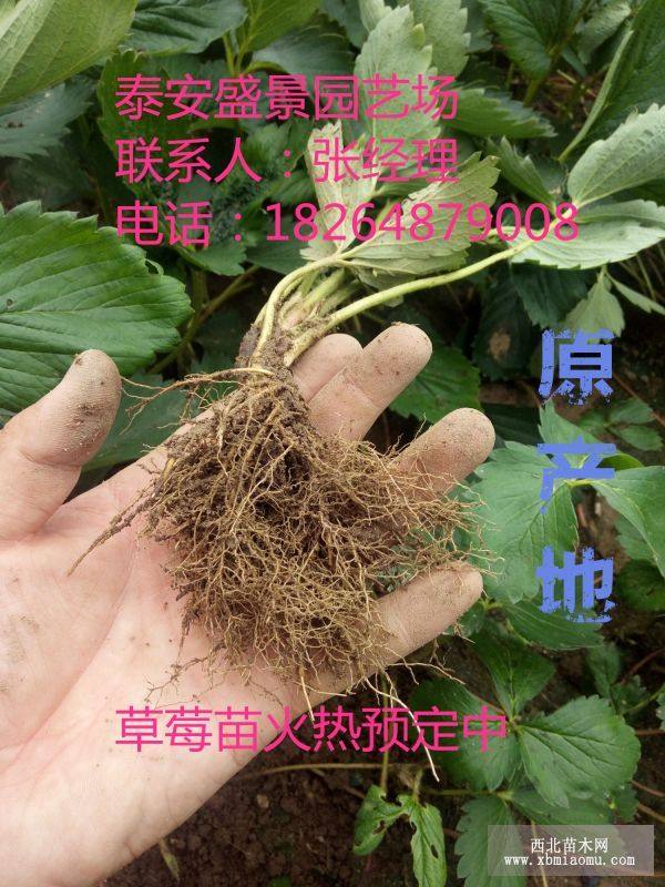 草莓苗批发价格