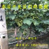 葡萄苗、葡萄苗價格多少、葡萄苗基地