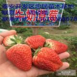 牛奶草莓苗 牛奶草莓苗供應(yīng)商 牛奶草莓苗出售