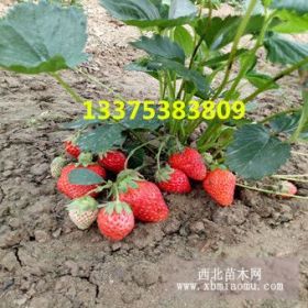 草莓苗价格 隋珠草莓苗基地