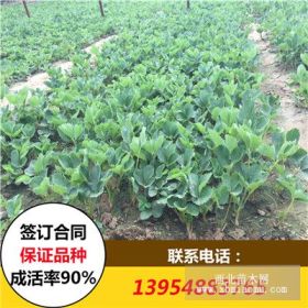 脱毒九香草莓苗 九香草莓苗基地批发价格