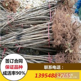 吉塞拉矮化美早櫻桃苗價格 5公分櫻桃樹苗批發(fā)基地價格