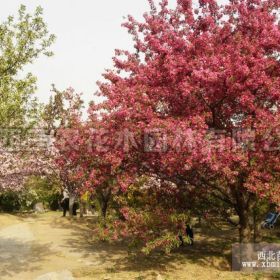 绚丽海棠介绍_绍兴海棠苗、绍兴海棠树