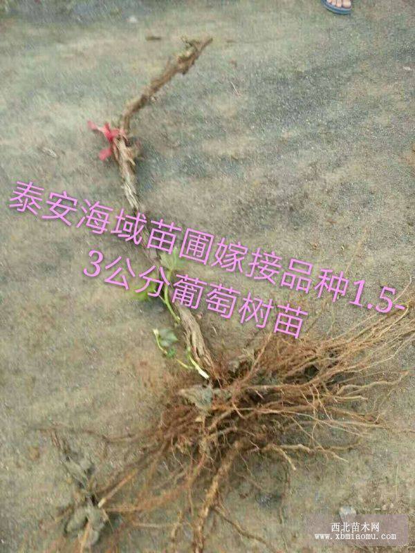 紅芭拉多葡萄樹(shù)苗