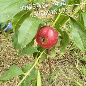 中油蟠5號(hào)桃苗、中油蟠五號(hào)桃樹苗價(jià)格