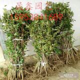 哪里有棗樹(shù)苗 2公分棗樹(shù)苗哪里有賣的 棗樹(shù)苗批發(fā)價(jià)格多少錢(qián)