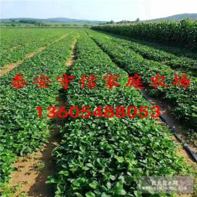 哪里有賣豐香草莓苗的 優(yōu)質(zhì)豐香草莓苗價(jià)格