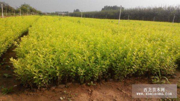 金叶女贞种植基地