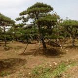 造型黑松價(jià)格造型黑松基地造型黑松產(chǎn)地造型黑松圖片