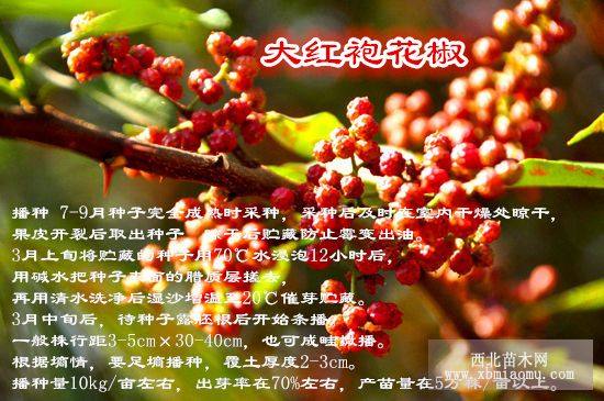 商洛大紅袍花椒苗