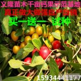 鈣果9號果苗多少錢=鈣果9號果苗多少錢一棵