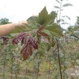 花葉海棠介紹_金華海棠苗、金華海棠樹