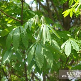 精品七叶树苗木陕西七叶树种植基地大量销售 规格全成活率高