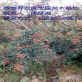 花椒苗 花椒樹苗 花椒苗價(jià)格