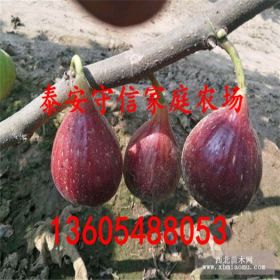 波姬紅無花果苗栽培模式 波姬紅無花果苗今年什么價(jià)格