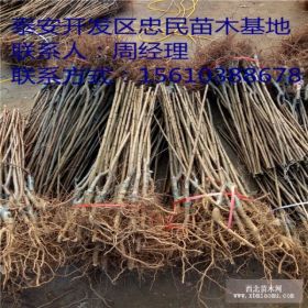 脆红李子苗出售基地 脆红李子苗什么价格