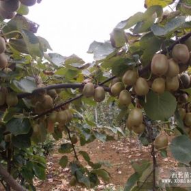 泰山一號(hào)獼猴桃苗價(jià)格、山東泰山一號(hào)獼猴桃樹苗