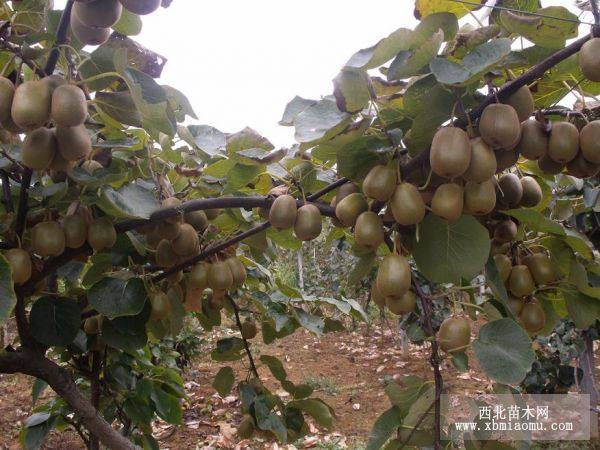 泰山一號(hào)獼猴桃苗