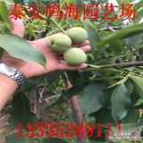 核桃苗多少钱一棵核桃树夏季防虫害方法