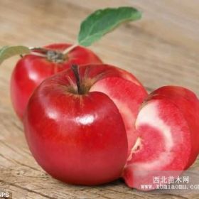 紅肉蘋果苗批發(fā)價(jià)格