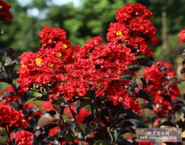 宣城池州亳州紅紫薇