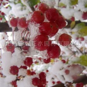 冬紅海棠介紹_麗水海棠小苗、麗水海棠基地