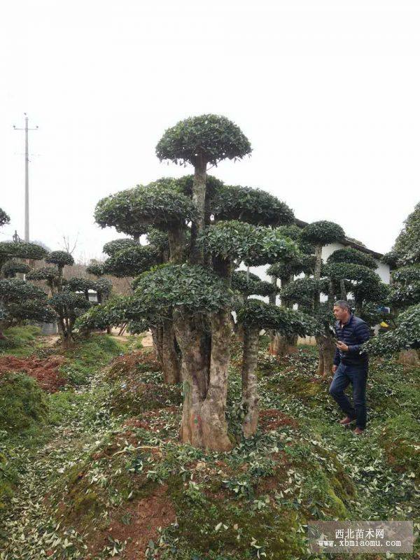 造型欏木石楠