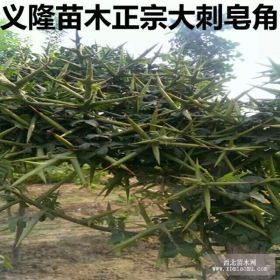 1年大刺皂角苗价格++2年大刺皂角苗价格++皂角苗