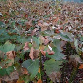 貴州杉樹小苗，貴州供應(yīng)一年生杉樹苗，貴州濕地松杯苗