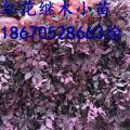 紅花繼木小苗價(jià)格 廣西紅花繼木苗報(bào)價(jià)