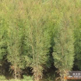 侧柏苗木大量供应陕西侧柏苗木直销质量优良高度30-100厘米