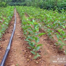 泰安吉塞拉櫻桃苗供應(yīng)基地就來泰安市隆發(fā)園藝