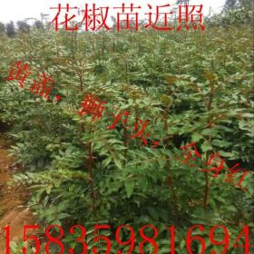 狮子头花椒苗价格，纯正的狮子头花椒苗，狮子头花椒苗基地