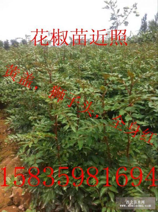 狮子头花椒苗价格