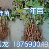 供應油用牡丹苗_一年油用牡丹苗