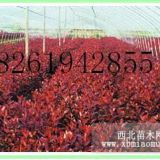 目前1米紅葉石楠球價(jià)格便宜多少錢