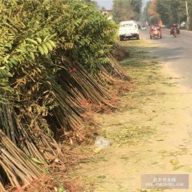 1公分香椿苗价格 大棚香椿苗种植