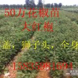 大红袍花椒苗价格-山西大红袍花椒苗-大红袍花椒苗繁育基地