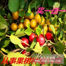 鈣果苗品種!!!紅甜的鈣果品種？