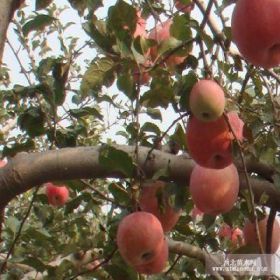 嘎啦苹果苗管理 红露苹果苗挂果时间