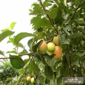 红露苹果苗基地 红露苹果苗哪里有卖