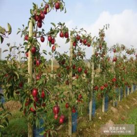 1公分苹果苗种植 矮化苹果苗适应地区