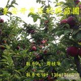 出售脆紅李子樹苗、脆紅李子樹苗基地、脆紅李子樹苗價(jià)格多少