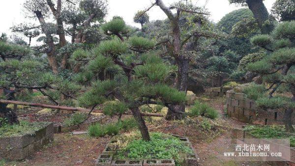 造型黑松