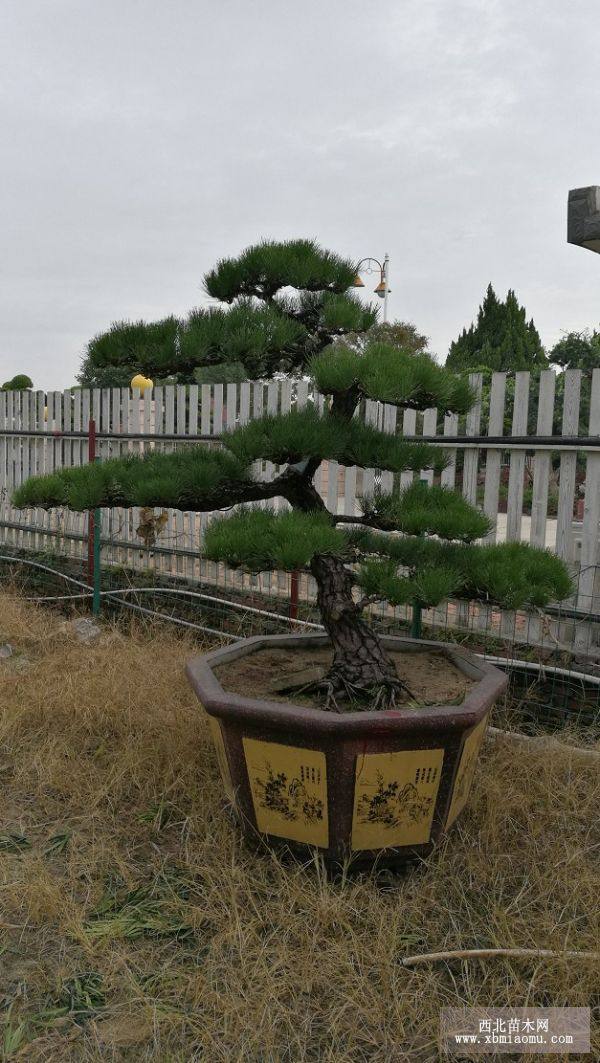 造型日本黑松