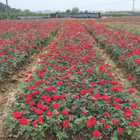 工程月季花小苗高度15/20/25/30公分价格