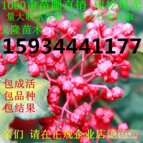 一亩地需要多少花椒苗=一亩地需要多少花椒苗300棵