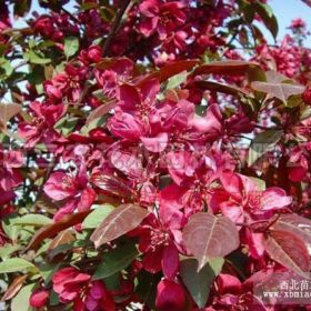 紅寶石海棠介紹_南京海棠苗、南京海棠樹