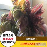 紅油香椿苗價(jià)格 紅油香椿苗種植