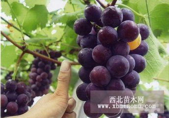 大棚早熟葡萄品种管理种植技术介绍